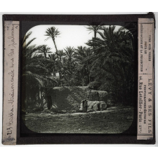 Sahara. Biskra. Maison arabe sous les palmiers.