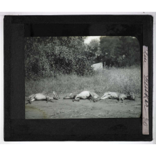 Chasse au moyen et au petit gibier africain du Mozambique. Blue Duicker.