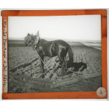 Algérie, agriculture. Le Planchage à Bel-Abbès.
