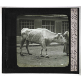 Les Principales maladies de l'espèce bovine. Aspect d'un bœuf atteint de diarrhée chronique.
