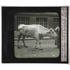 Les Principales maladies de l'espèce bovine. Aspect d'un bœuf atteint de diarrhée chronique.