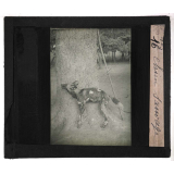 Chasse au grand gibier africain du Mozambique. Chien sauvage.