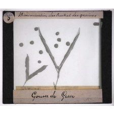 Dissémination des fruits et des graines. Gousse de Gesse.