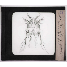 Les Parasites des animaux domestiques. Psoroptes communis. Gale humide du cheval.