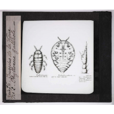 Les Insectes parasites de la vigne. Phylloxéra gallicole.
