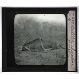Chasse au moyen et au petit gibier africain du Mozambique. Antilope chevaline femelle.