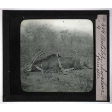 Chasse au moyen et au petit gibier africain du Mozambique. Antilope chevaline femelle.