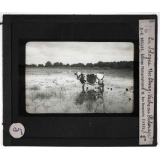 Orléanais sud du bassin de Paris. En Sologne. Un étang. Vache au Paturage.