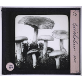 La Vie des champignons. Tricholome nu.