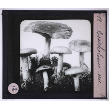 La Vie des champignons. Tricholome nu.