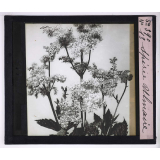 L'Art à l'école, décoration par les fleurs d'été. Spirée ulmaire.