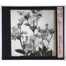 L'Art à l'école, décoration par les fleurs d'été. Spirée ulmaire.