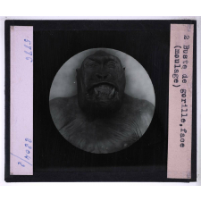 Singes et lémuriens. Buste de gorille, face (moulage).