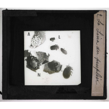 Métamorphoses des insectes. La Lina du peuplier.