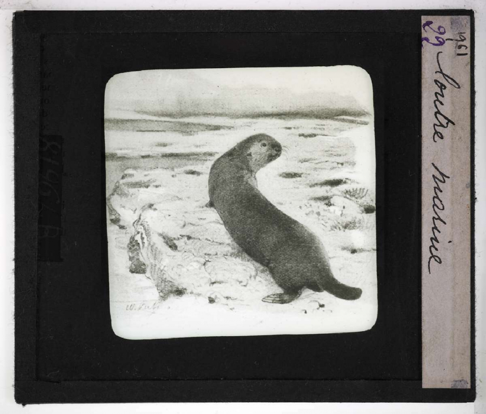 Les Mammifères marins. Loutre marine.