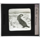 Les Mammifères marins. Loutre marine.