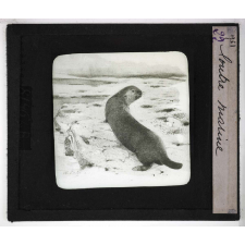 Les Mammifères marins. Loutre marine.
