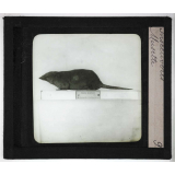 Insectivores & chéiroptères. Musette.