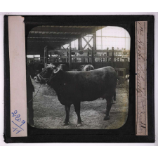 Races de bœufs, porcs, moutons. Vache Schwitz.