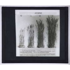 Nitrate de soude. Avoine.