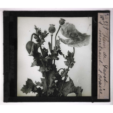 L'Ovaire et le fruit. Fleur de pavot montrant l'ovaire.