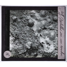 Ce qu'on voit en se penchant au bord de la mer. Patelles sur un rocher.
