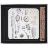 Microscope nature. Isynosories stagnantes. 