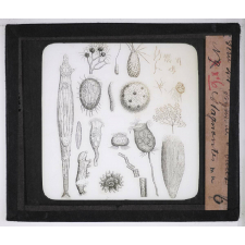Microscope nature. Isynosories stagnantes.