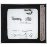 Ce qu'on voit dans une mare. Œuf de Batraciens. Métamorphoses de la grenouille.