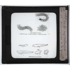 Ce qu'on voit dans une mare. Œuf de Batraciens. Métamorphoses de la grenouille.