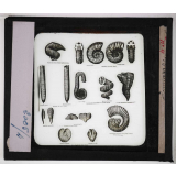 Les Fossiles de l'ère secondaire. Bélemnites. 