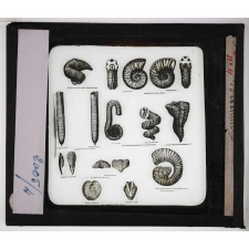 Les Fossiles de l'ère secondaire. Bélemnites.