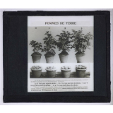 Nitrate de soude. Pommes de terre.