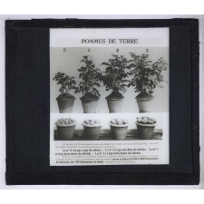 Nitrate de soude. Pommes de terre.