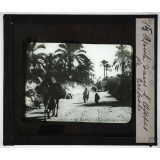 Tripolitaine. Route dans l'Oasis de Tripoli.