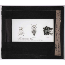 Les Insectes parasites de la vigne. Vesperus Xatarti. Mâle, femelle, oeufs.