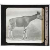 Les Iles. Okapi.