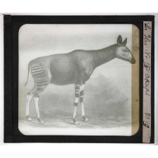 Les Iles. Okapi.