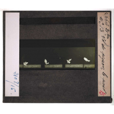 La Locomotion. Vol du pigeon. Le posé.
