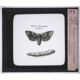 Les Oseraies pratiques. Casus ligniperda, insectes nuisibles.