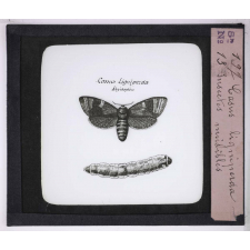 Les Oseraies pratiques. Casus ligniperda, insectes nuisibles.