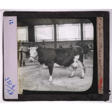 Races de bœufs, porcs, moutons. Vache Normande.