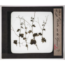 Les Plantes. Vrilles de la vigne.