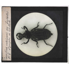 Caractères extérieurs des insectes. Nymphe de libellule.