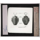 Les Fossiles de l'ère primaire. Reconstitution d'un trilobite.