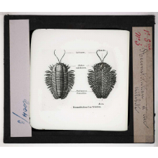 Les Fossiles de l'ère primaire. Reconstitution d'un trilobite.