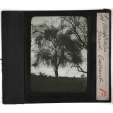 Australie. Série I. Géographie physique et indigènes. Grand Currant.
