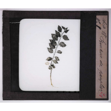 La Plante. Bouture de peuplier.