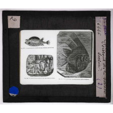 Ère Tertiaire. Poissons de la période éocène.