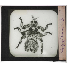 La Plante. Pou de mouton (mélophage).